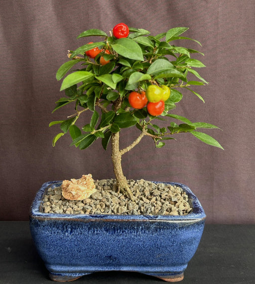 Barbados Cherry Bonsai Tree - Small-(malpighia Pendiculata)