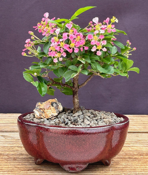 Barbados Cherry Bonsai Tree - Small-(malpighia Pendiculata)