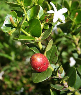 Flowering Dwarf Plum - Medium - (carissa macrocarpa)