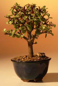 Baby Jade Bonsai Tree - Small -(Portulacaria Afra)