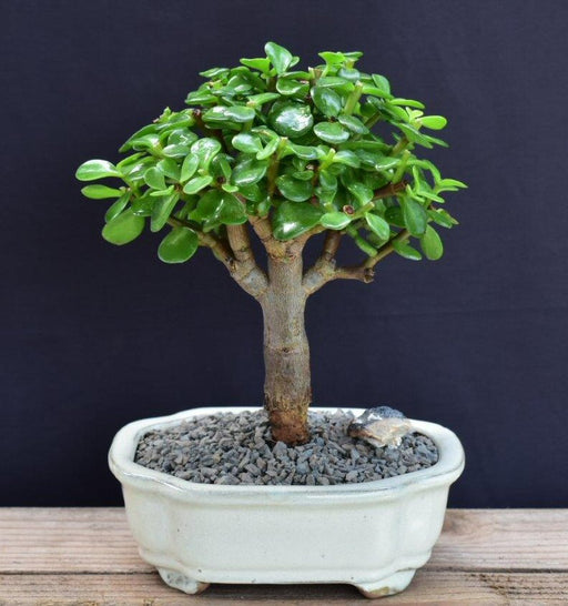 Baby Jade Bonsai Tree - Small -(Portulacaria Afra)