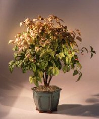 Flowering Heavenly Bamboo Bonsai Tree-(nandina domestica - 'firepower')