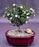 Snow Rose Serissa Bonsai Tree - Small-(serissa foetida)