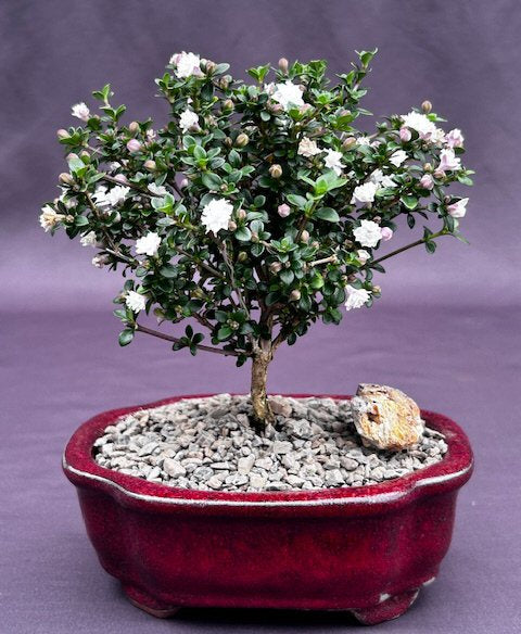 Snow Rose Serissa Bonsai Tree - Small-(serissa foetida)