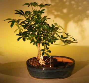 Hawaiian Umbrella Bonsai Tree -Land/Water Pot - Medium -(arboricola schefflera 'luseanne')
