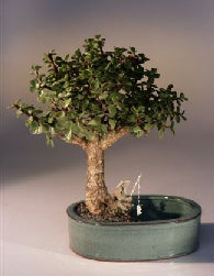 Baby Jade Bonsai Tree -Land/Water Pot - Medium -(Portulacaria Afra)