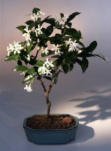 Flowering White Jasmine-(trachelospermum jasminoides)