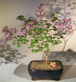Flowering Dwarf Korean Lilac Bonsai Tree-(syringa palabiniana)