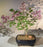 Flowering Dwarf Korean Lilac Bonsai Tree-(syringa palabiniana)