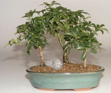 Hawaiian Umbrella Bonsai Tree -3 Tree Forest Group -(Arboricola Schefflera 'Luseanne')