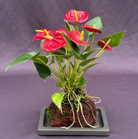 Flowering Red Anthurium  In Hawaiian Lava Rock (small talk) Bonsai Tree -(anthurium andraeanum)