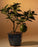 Flowering Lemon Bonsai Tree -(meyer lemon)