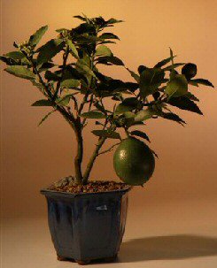 Flowering Lemon Bonsai Tree -(meyer lemon)