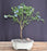 Flowering Top Hat Blueberry Bonsai Tree-(vaccinium corymbosum argustifolium)