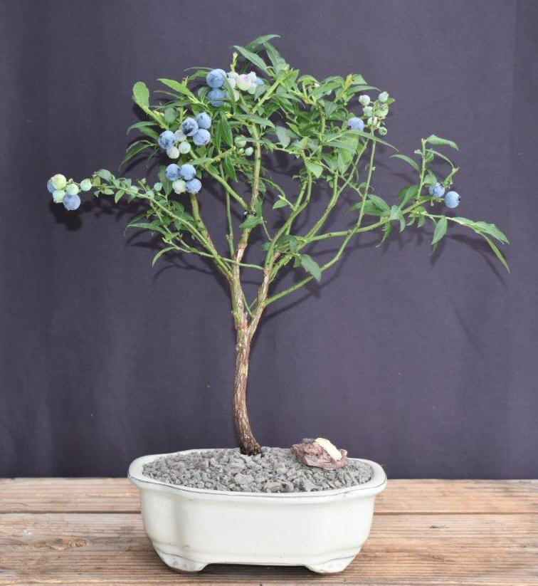 Flowering Top Hat Blueberry Bonsai Tree-(vaccinium corymbosum argustifolium)