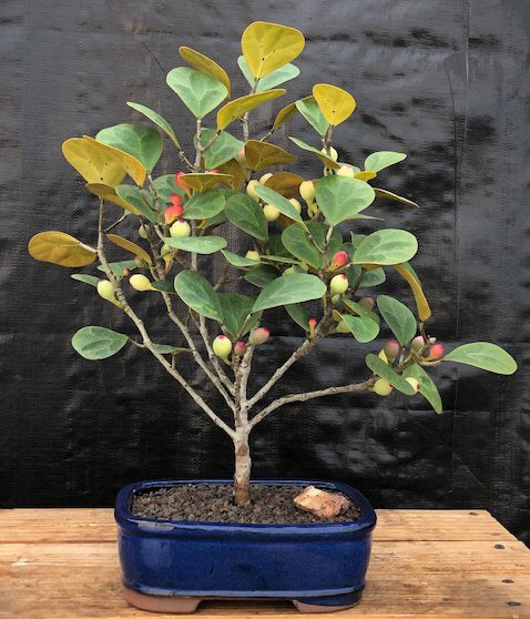 Mistletoe Fig Bonsai Tree-(ficus diversifolia)