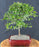 Flowering Sweet Plum Bonsai Tree - (sageretia theezans)