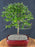 Flowering Sweet Plum Bonsai Tree - (sageretia theezans)