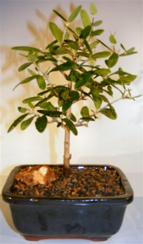 Flowering and Fruiting Arbequina Olive Bonsai Tree-(arbequina)