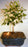 Flowering and Fruiting Arbequina Olive Bonsai Tree-(arbequina)