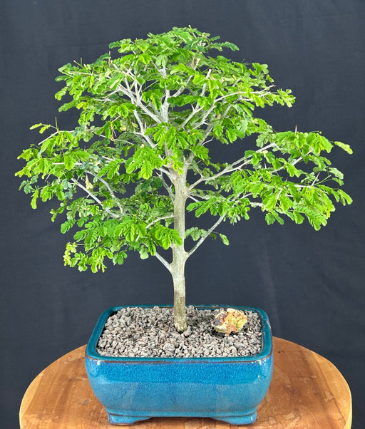 Flowering Brazilian Raintree Bonsai Tree Large -(pithecellobium tortum)