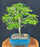 Flowering Brazilian Raintree Bonsai Tree Large -(pithecellobium tortum)