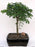 Flowering Brazilian Raintree Bonsai Tree Large -(pithecellobium tortum)