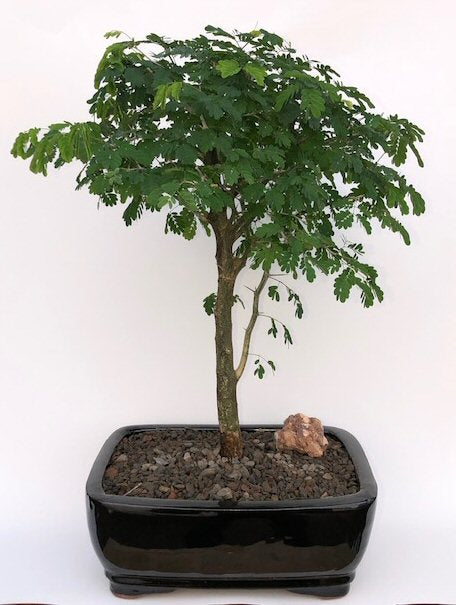 Flowering Brazilian Raintree Bonsai Tree Large -(pithecellobium tortum)