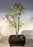 Flowering Dwarf Sweet Acacia Bonsai Tree -(acacia farnesiana)