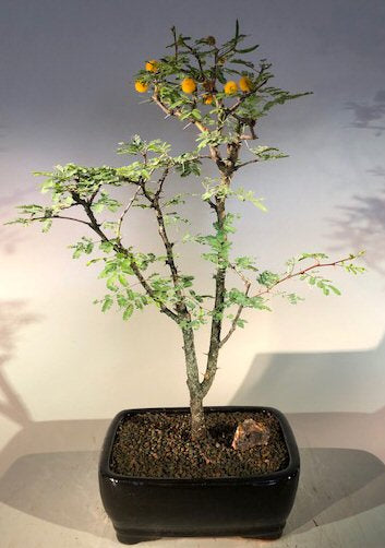 Flowering Dwarf Sweet Acacia Bonsai Tree -(acacia farnesiana)