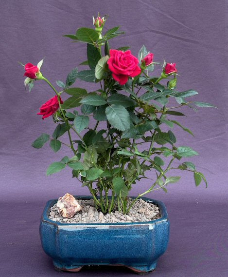 Flowering Red Mini Rose -Tiny Red