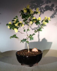 Flowering Texas Ebony Bonsai Tree -(Pithecolobium Flexicaule)