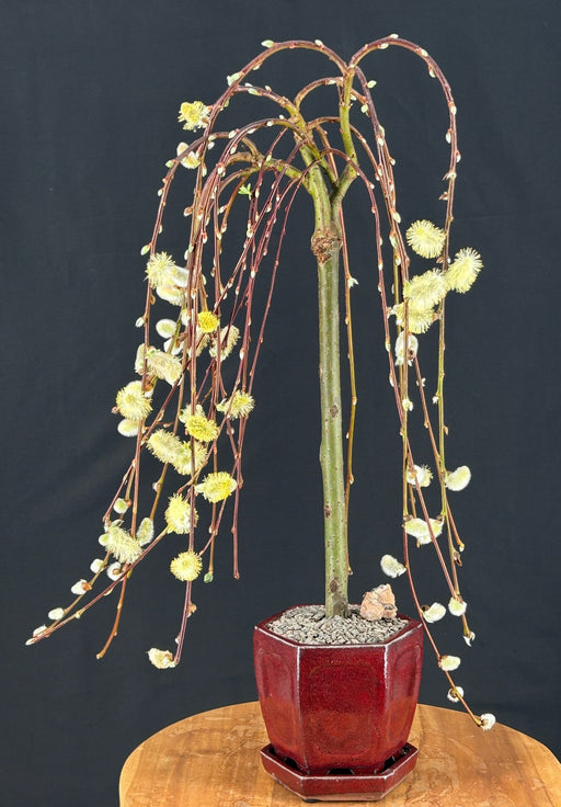 Flowering Weeping Pussy Willow Bonsai Tree -(salix caprea 'kilmarnock')