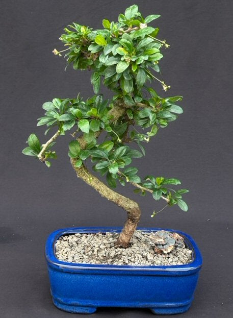 medium bonsai tree Flowering Fukien Tea Bonsai Tree