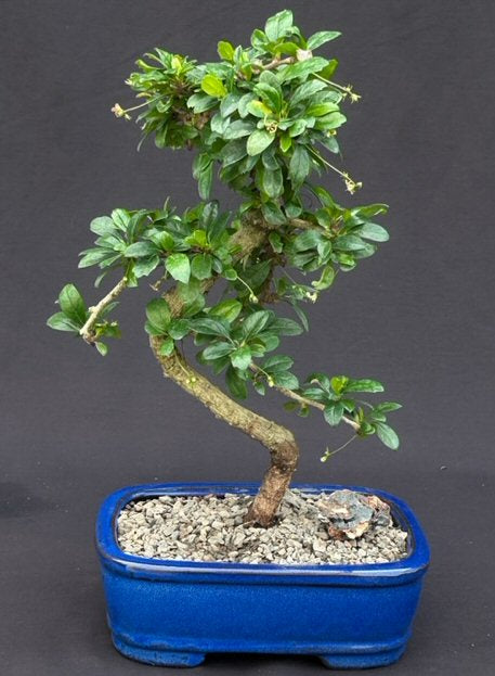 Flowering Fukien Tea Bonsai Tree - Medium -Curved Trunk Style -(ehretia microphylla)