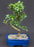 Flowering Fukien Tea Bonsai Tree - Medium -Curved Trunk Style -(ehretia microphylla)