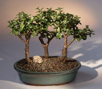 Baby Jade - 3 Bonsai Tree Group-(portulacaria afra)