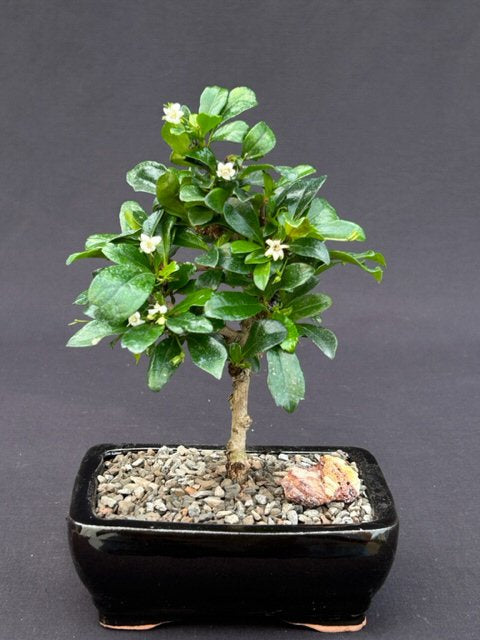 Fukien Tea Bonsai Tree - Small -Straight Trunk Style -(ehretia microphylla)