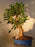 Ficus Retusa Bonsai Tree- Curved Trunk - Extra Large -(ficus retusa)