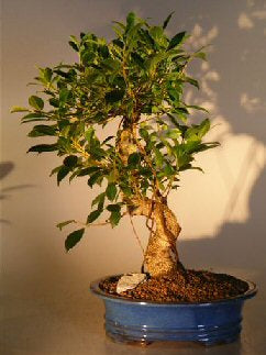 Ficus Retusa Bonsai Tree- Curved Trunk - Extra Large -(ficus retusa)