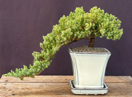 Juniper Bonsai Tree - Cascade Style -(juniper procumbens nana)