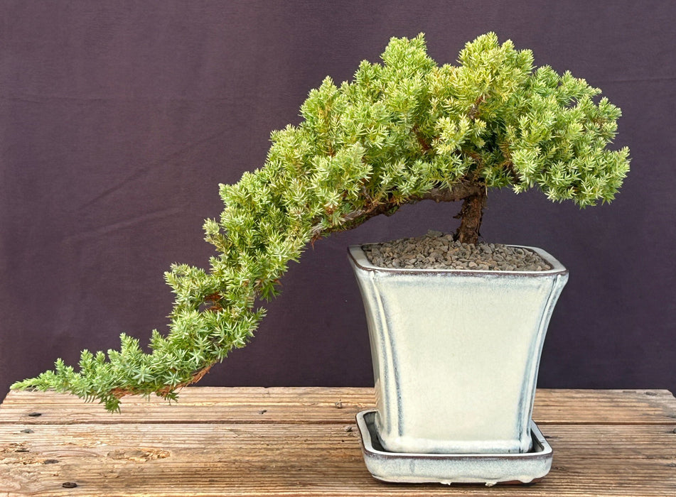 Juniper Bonsai Tree - Cascade Style-(juniper procumbens nana)