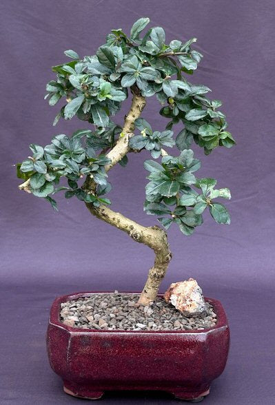 Flowering Fukien Tea  Bonsai Tree - Small -Curved Trunk Style (ehretia microphylla)