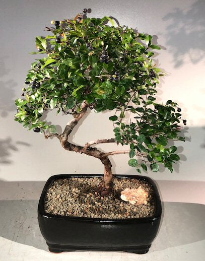 Sweet Plum Curved Trunk Bonsai Tree Large -(sageretia theezans)