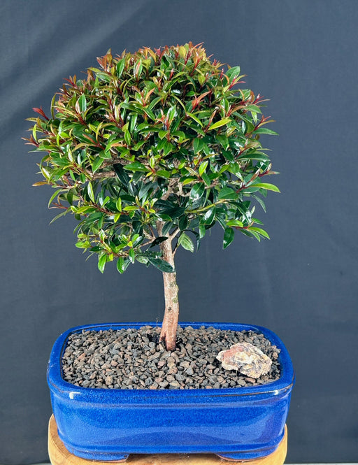 Flowering Brush Cherry Bonsai Tree - Medium -(Eugenia Myrtifolia)