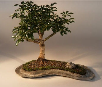 Hawaiian Umbrella Bonsai Tree on a Rock Slab -(arboricola schefflera 'luseanne')