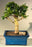Flowering Fukien Tea Bonsai Tree - Upright  Aged - Medium- (ehretia microphylla)