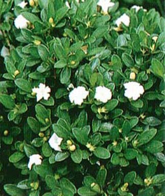 Trained Chinese Flowering White Serissa - Bonsai Tree of a Thousand Stars - (serissa japonica)