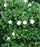 Trained Chinese Flowering White Serissa - Bonsai Tree of a Thousand Stars - (serissa japonica)
