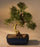 Chinese Flowering White Serissa -Bonsai Tree of a Thousand Stars -Curved Trunk Style  Extra Large -(serissa japonica)